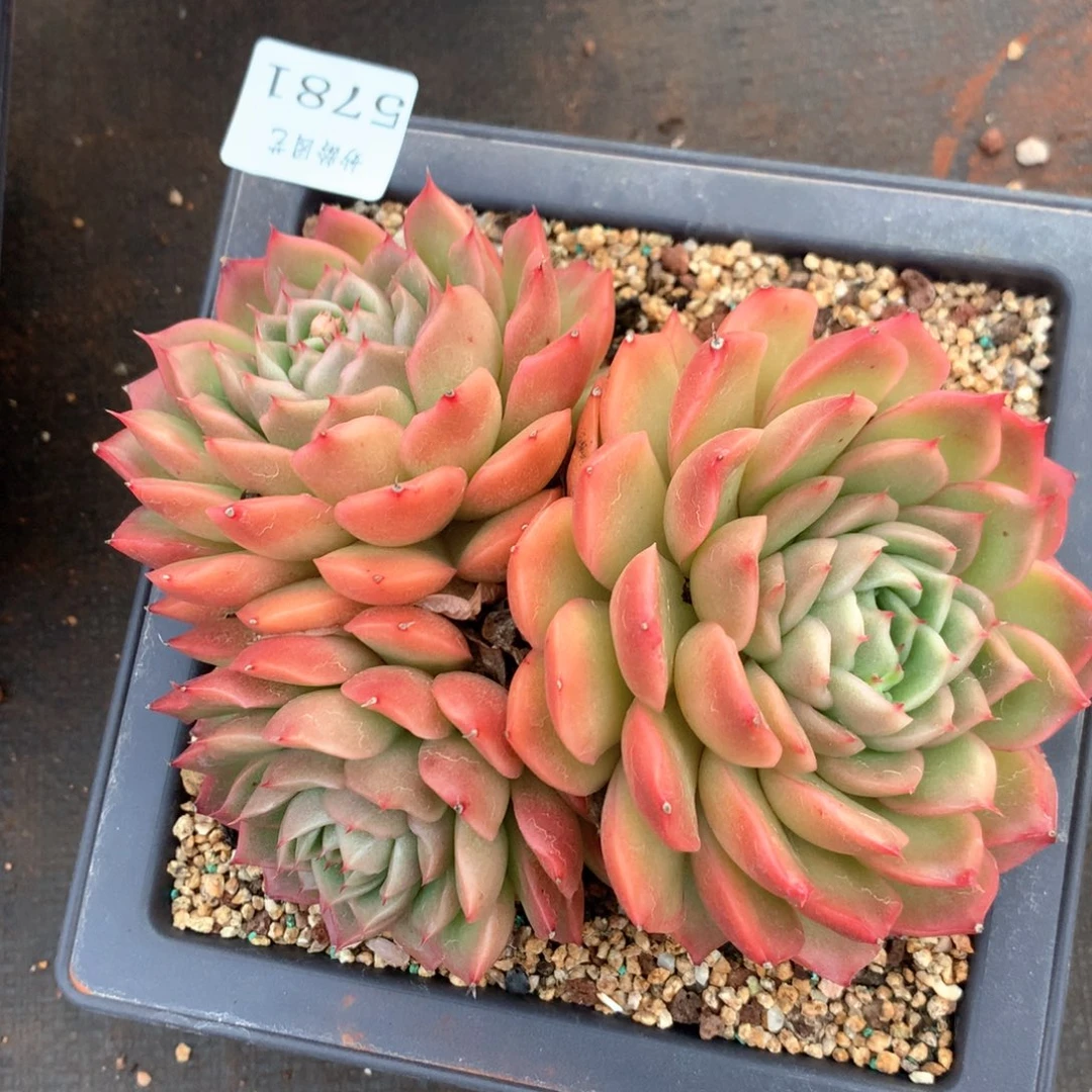 5781瑕疵不售后特价处理