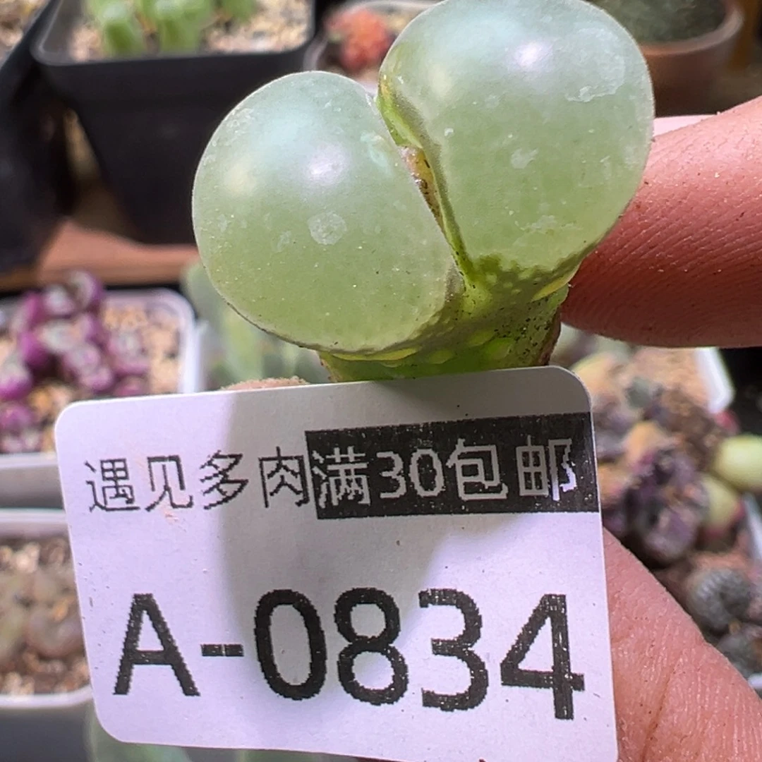多肉植物111111111111