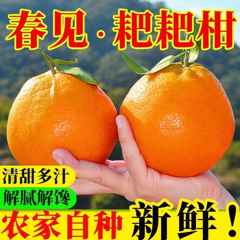 四川春见耙耙柑新鲜当季水果多汁爽口自然成熟