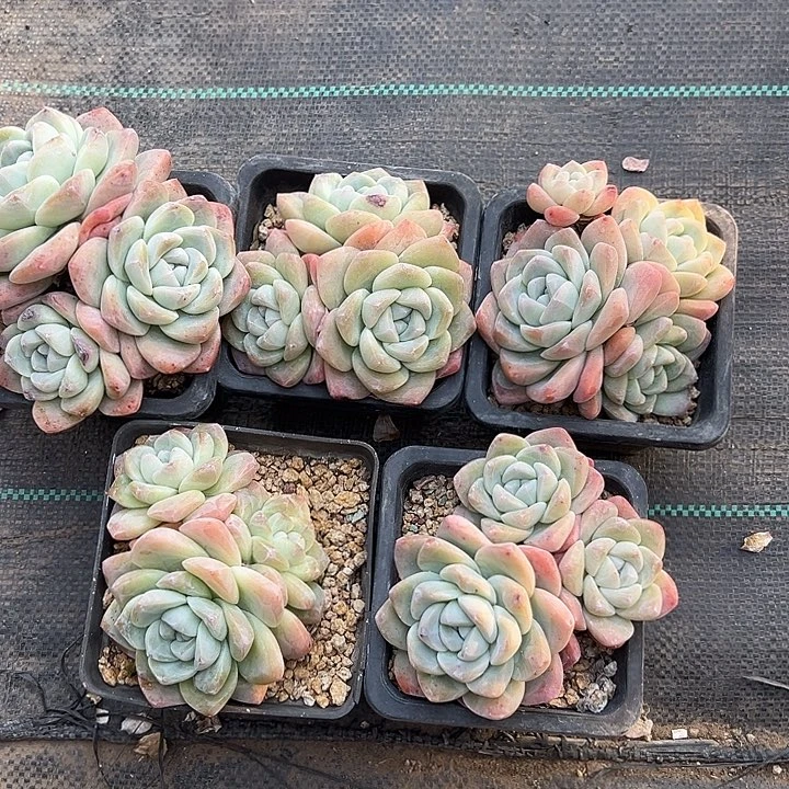 冰玉组三头5颗尺寸10左右