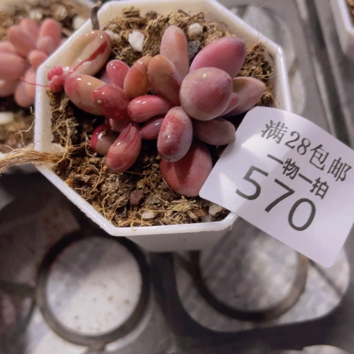 小**铛糖果拉提锦多肉植物570