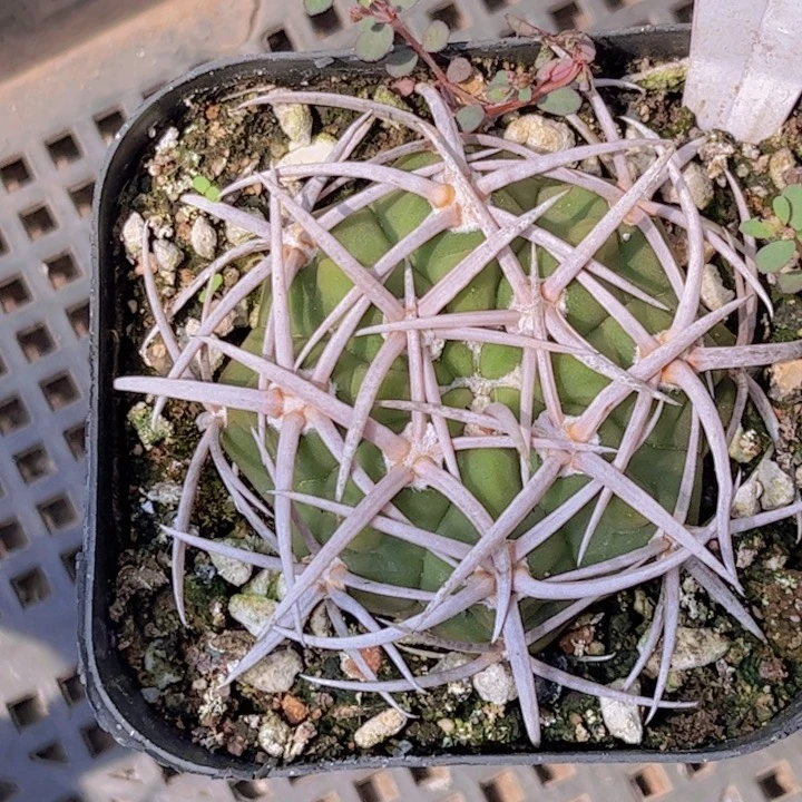 弥*654实生碧岩玉好养皮实