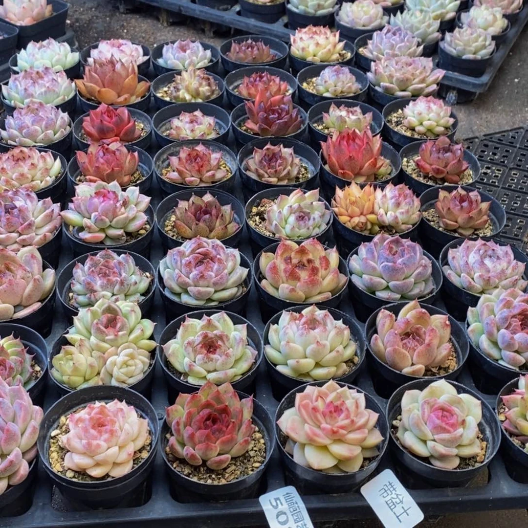 陈*太508多肉植物保护研究所所长