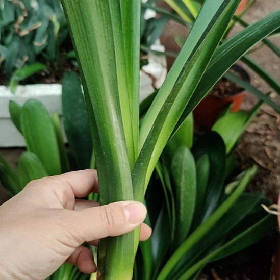当前无花栽培后可以开花