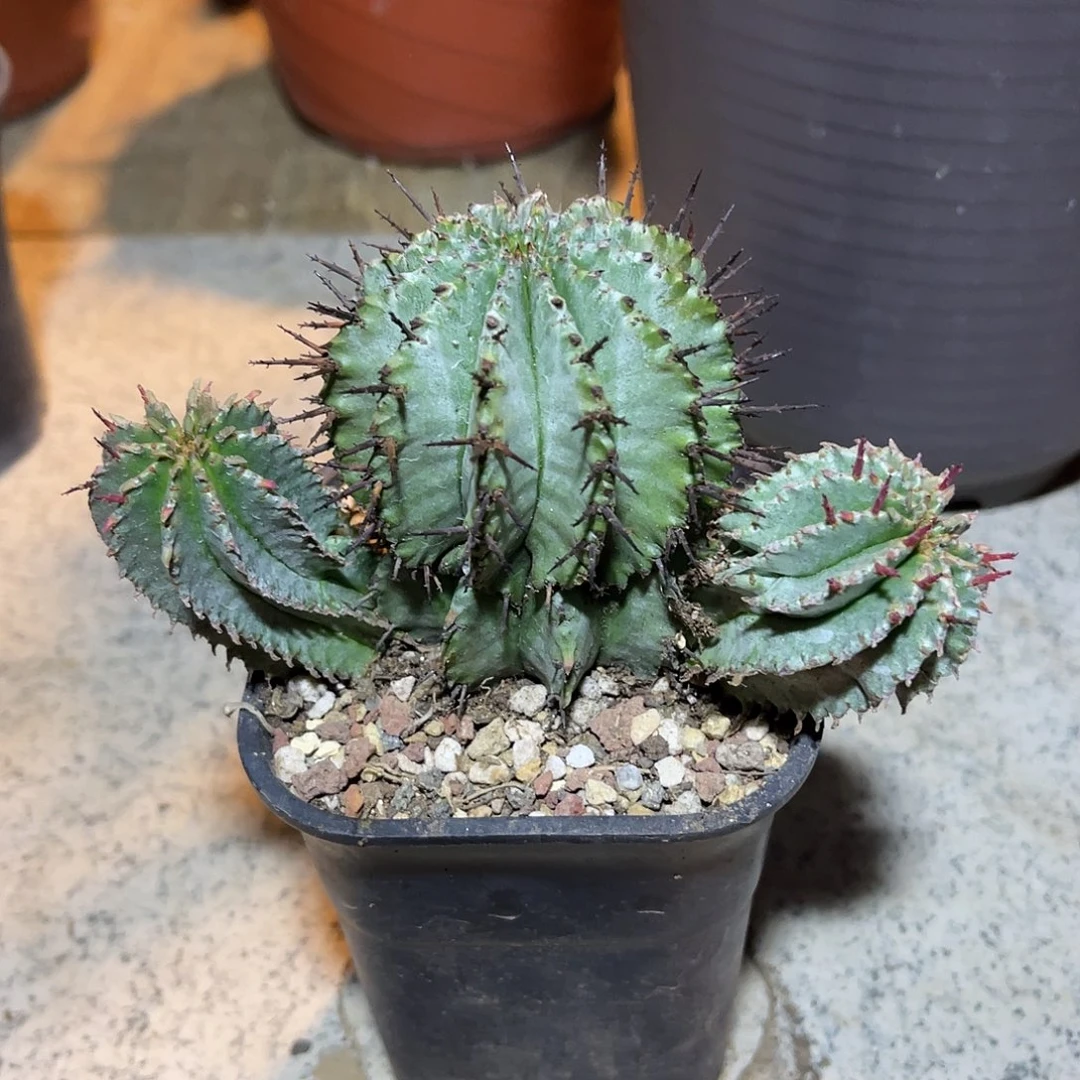 薄叶白衣魁伟玉三头群生