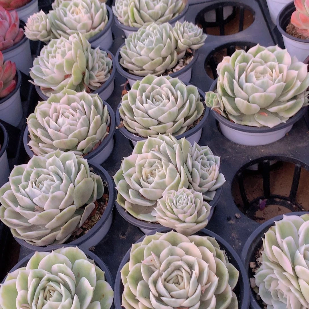 昂斯洛锦2345678999900