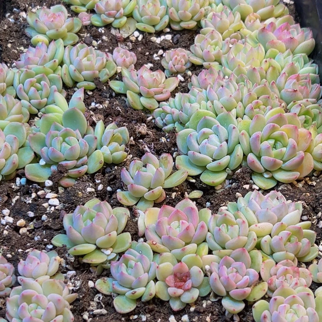 207多肉葡萄的味道是真的