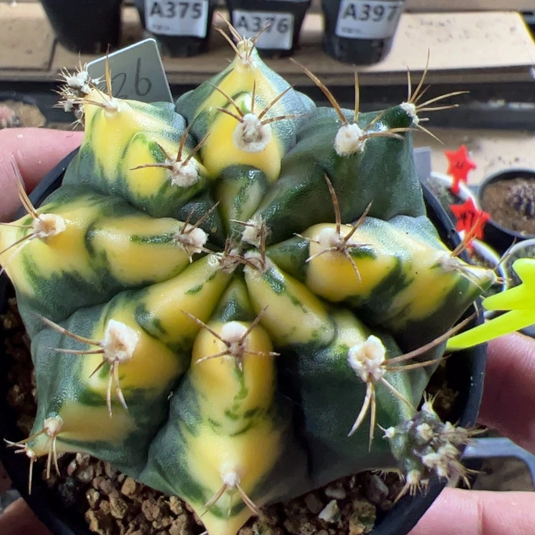 当前无花栽培后可以开花498