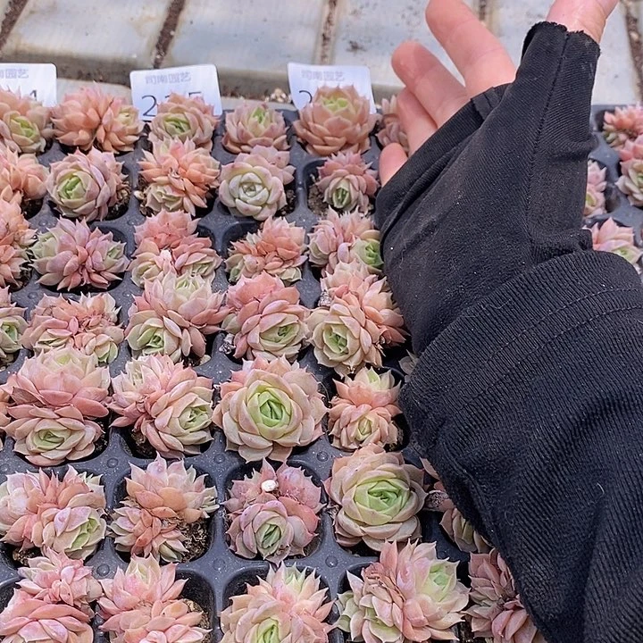 215-216 多肉植物盆栽花卉