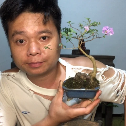 无花朵盆景盆栽植物