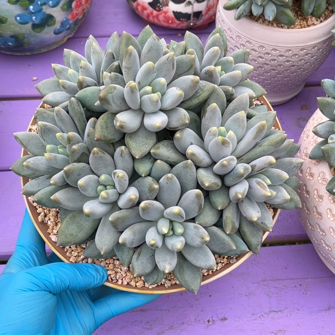 黄胖体哥特一物一拍