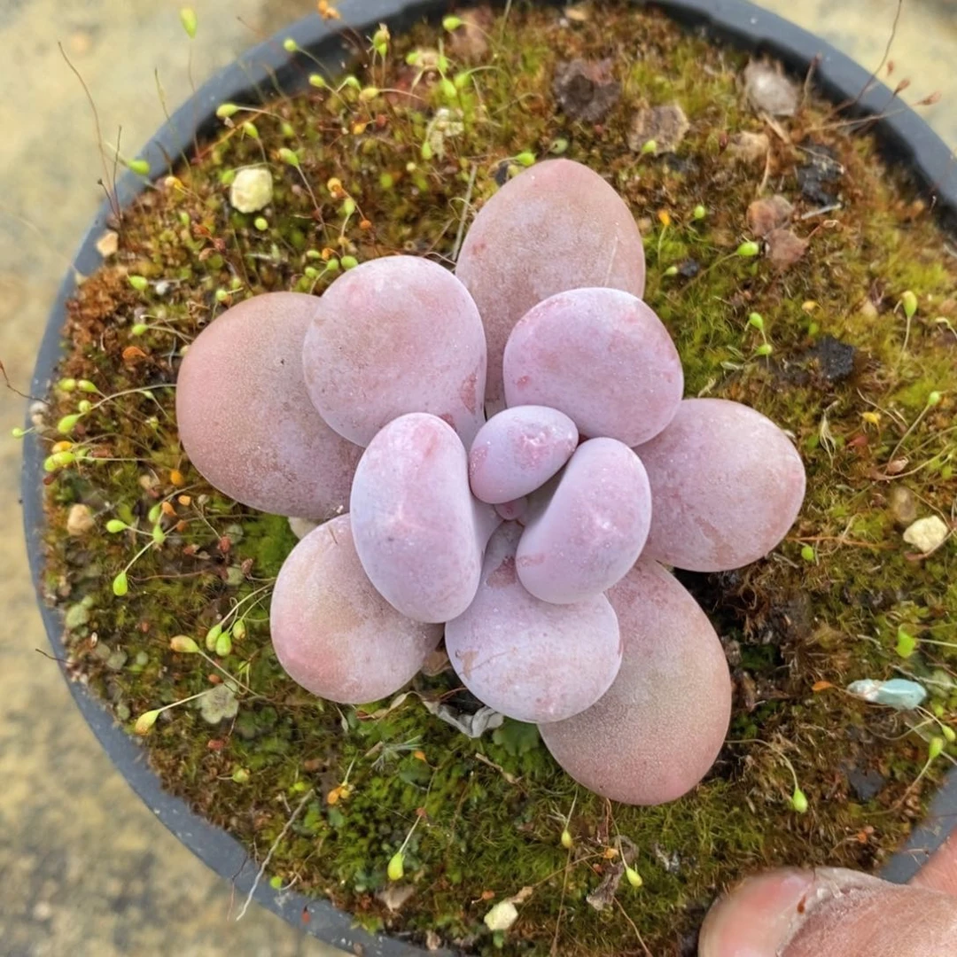 可问主播品种，下滑链接更多品种多肉选择