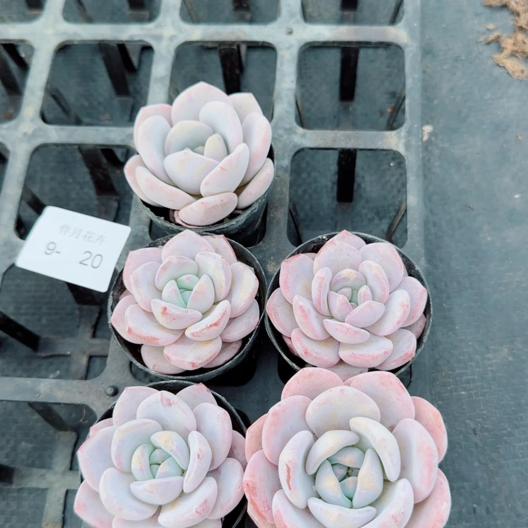 奶盖五颗量拍9-20