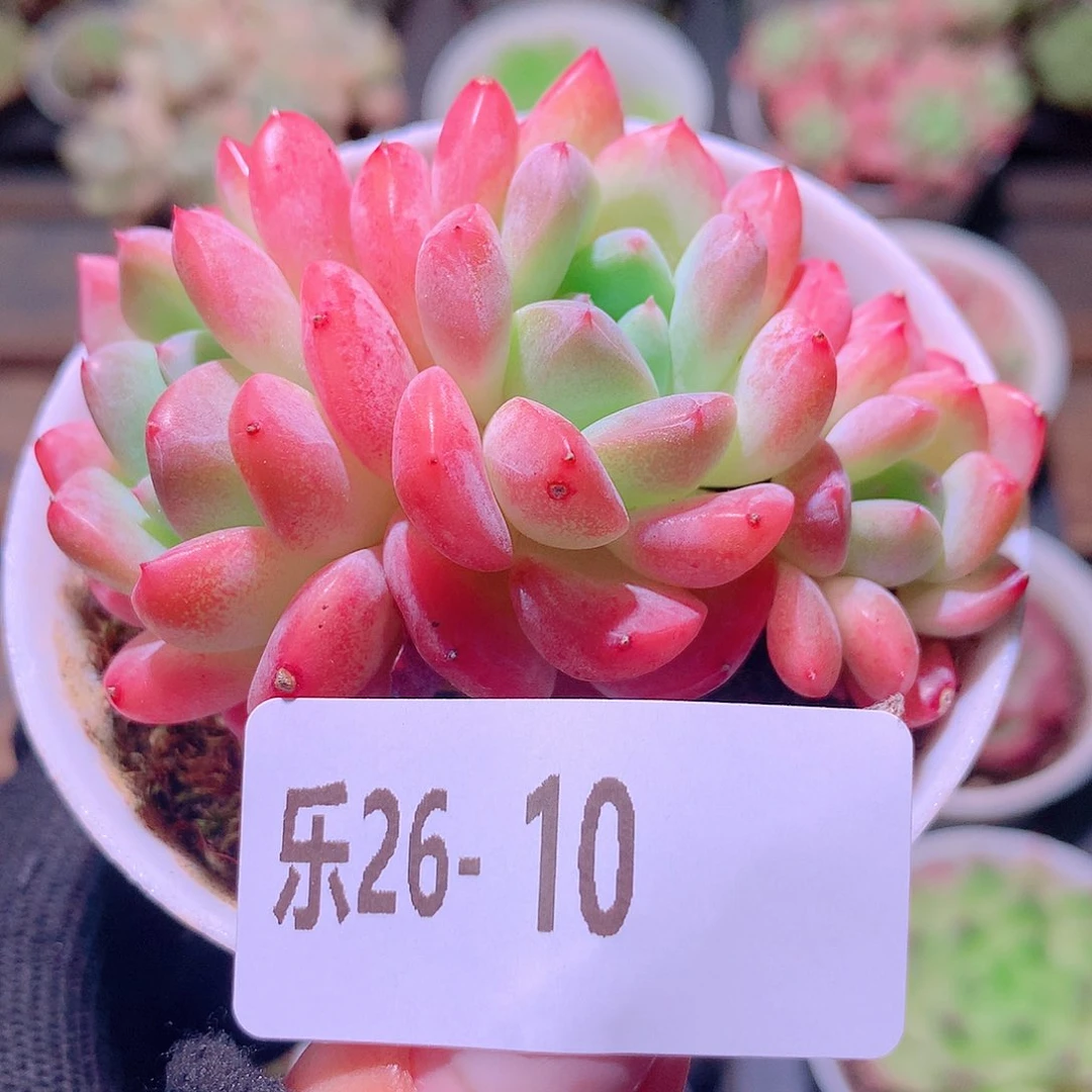 乐然26-10 刚毅群