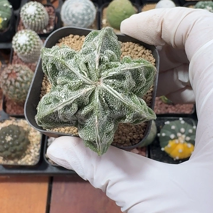 溜***夏核桃仙人球223422