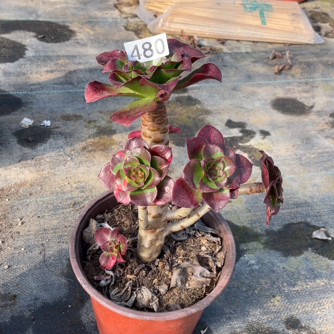 魅影七彩多肉植物