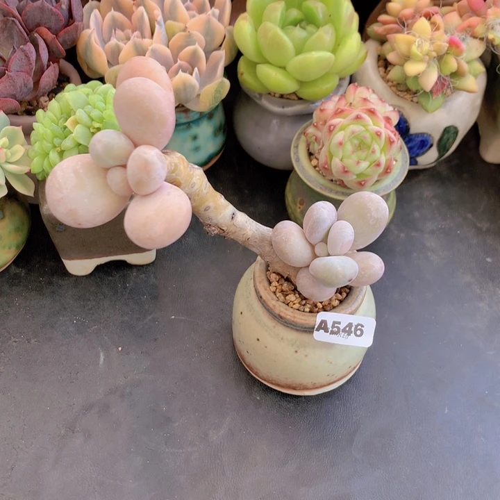 一物一拍含盆土满38包邮A546