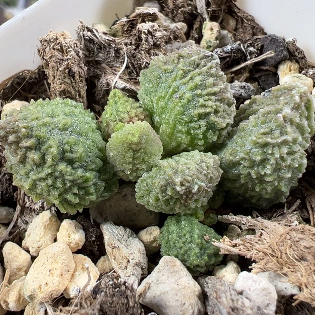 w丸叶翠绿石多肉植物水泡