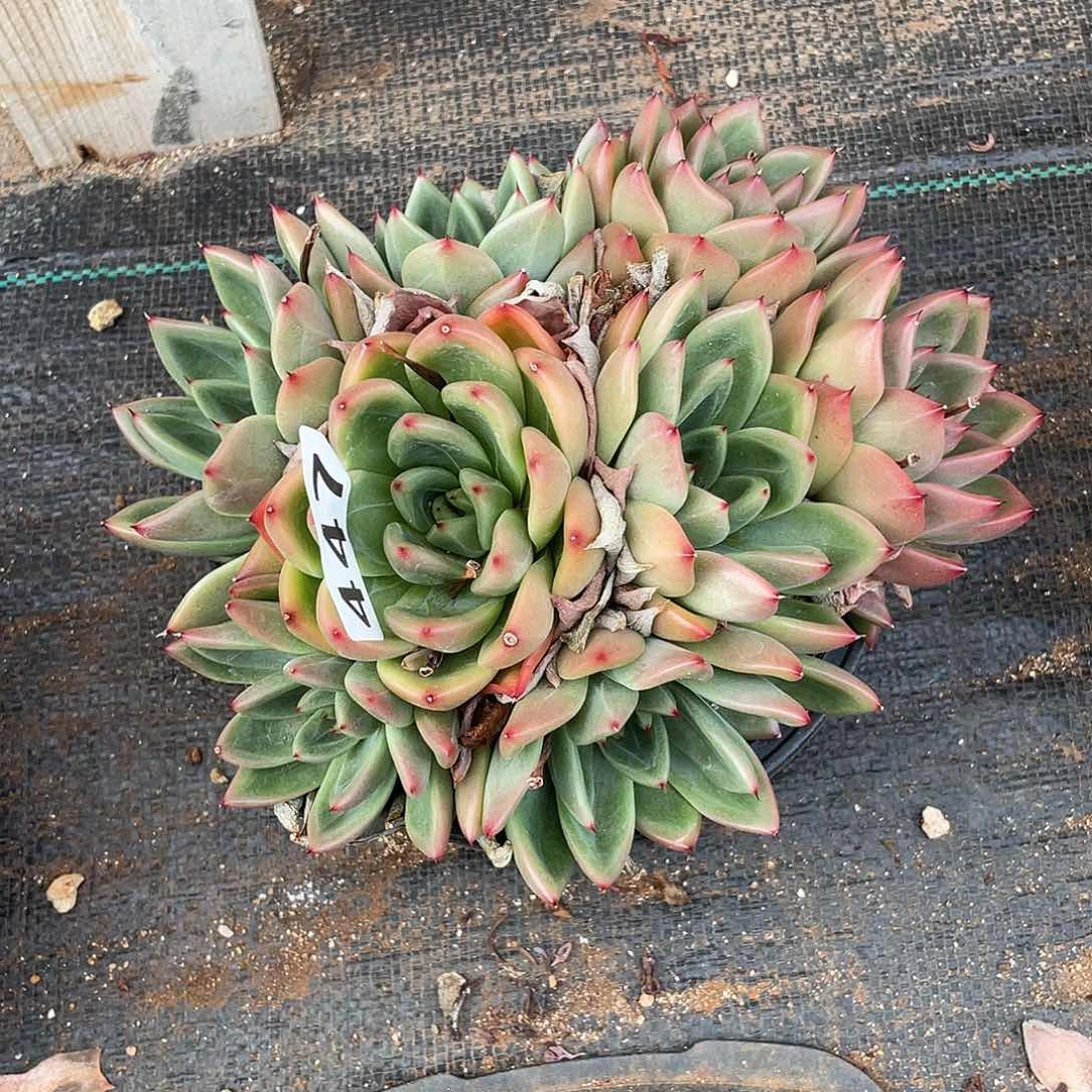 若如东云组拍447