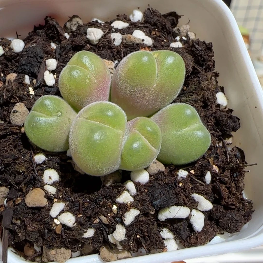 肉锥多肉植物组合-短毛翠滴1755