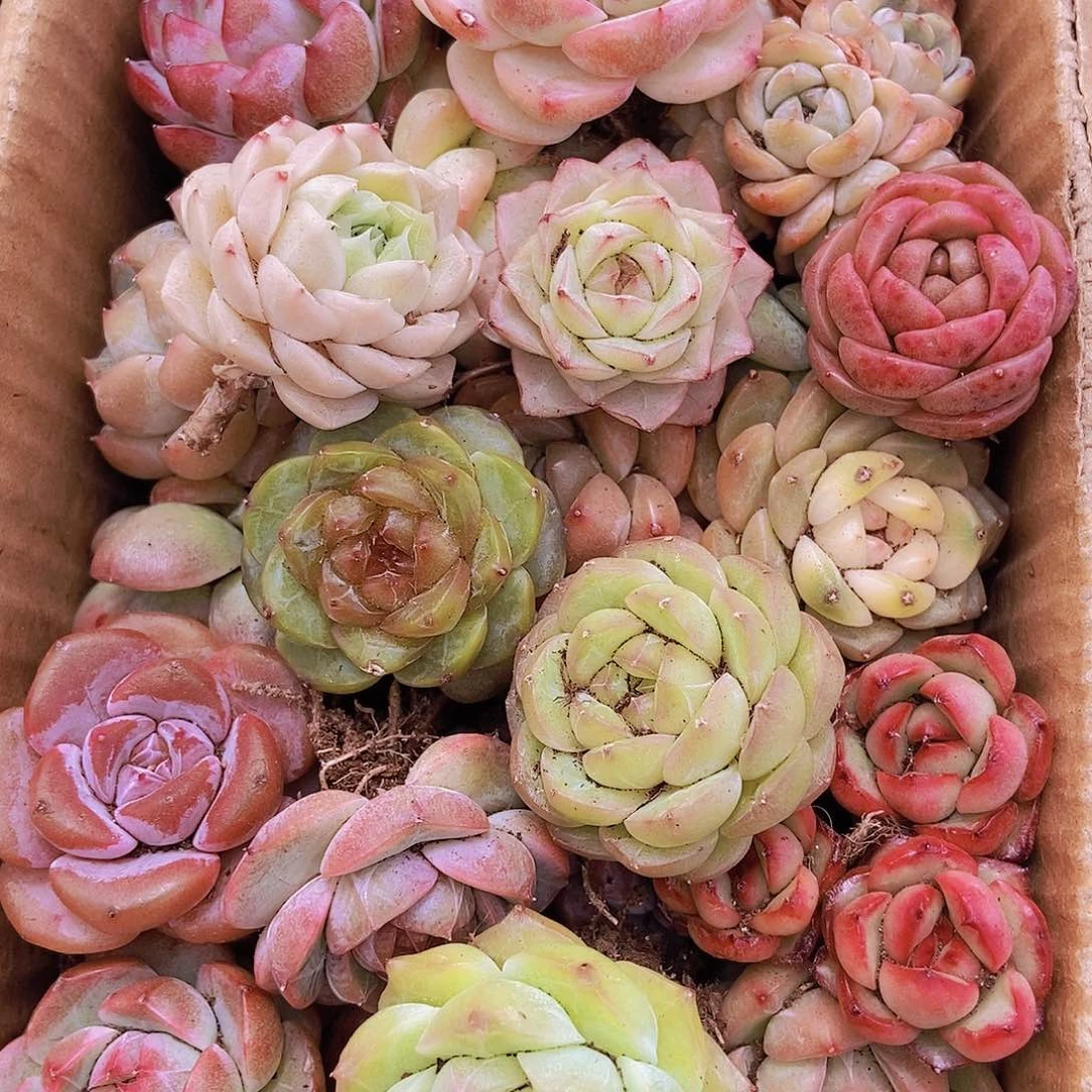 000000001量拍保底20颗