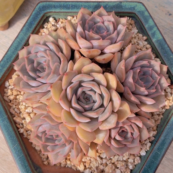 玫瑰型多肉菲奥娜-4