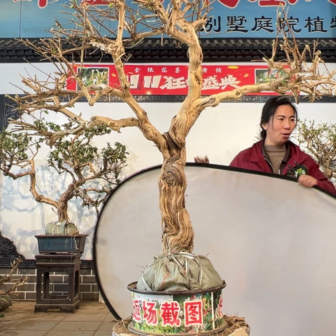 无花朵金银6666999999