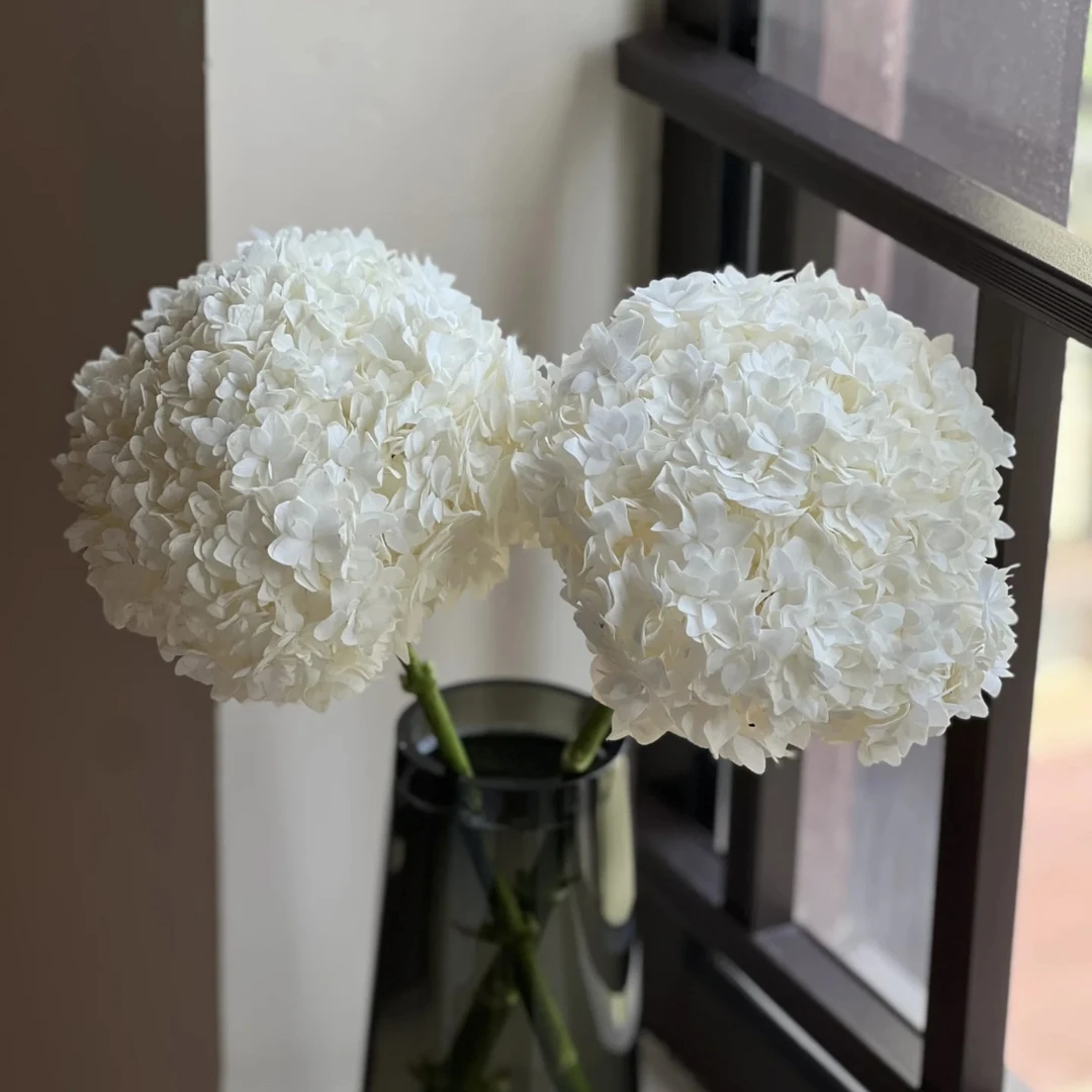 【安妮公主】重瓣白色朱砂痣绿松石重瓣绣球鲜切花云南基地直发