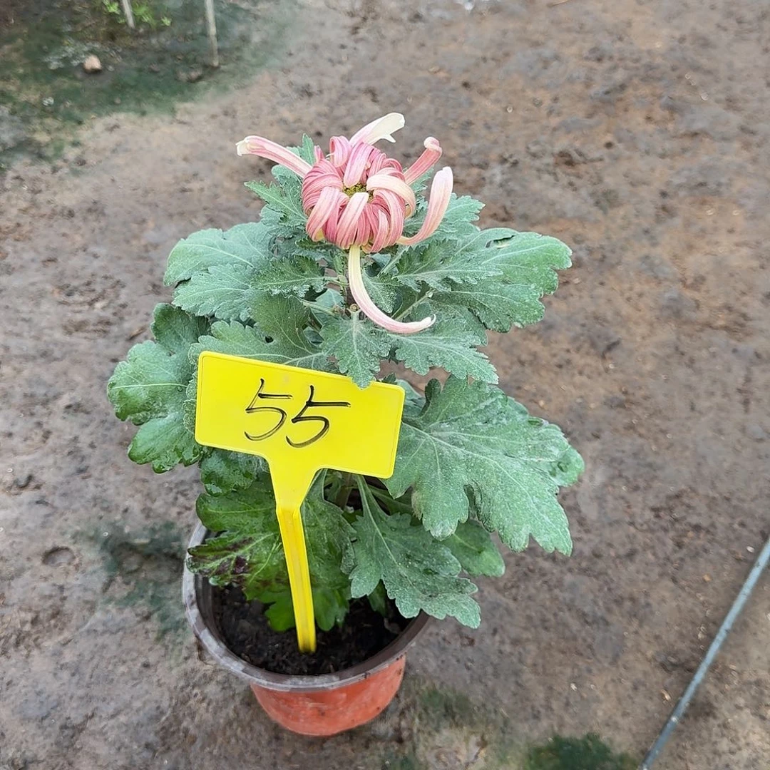 龙***码大部分花苞少量开放55加奈