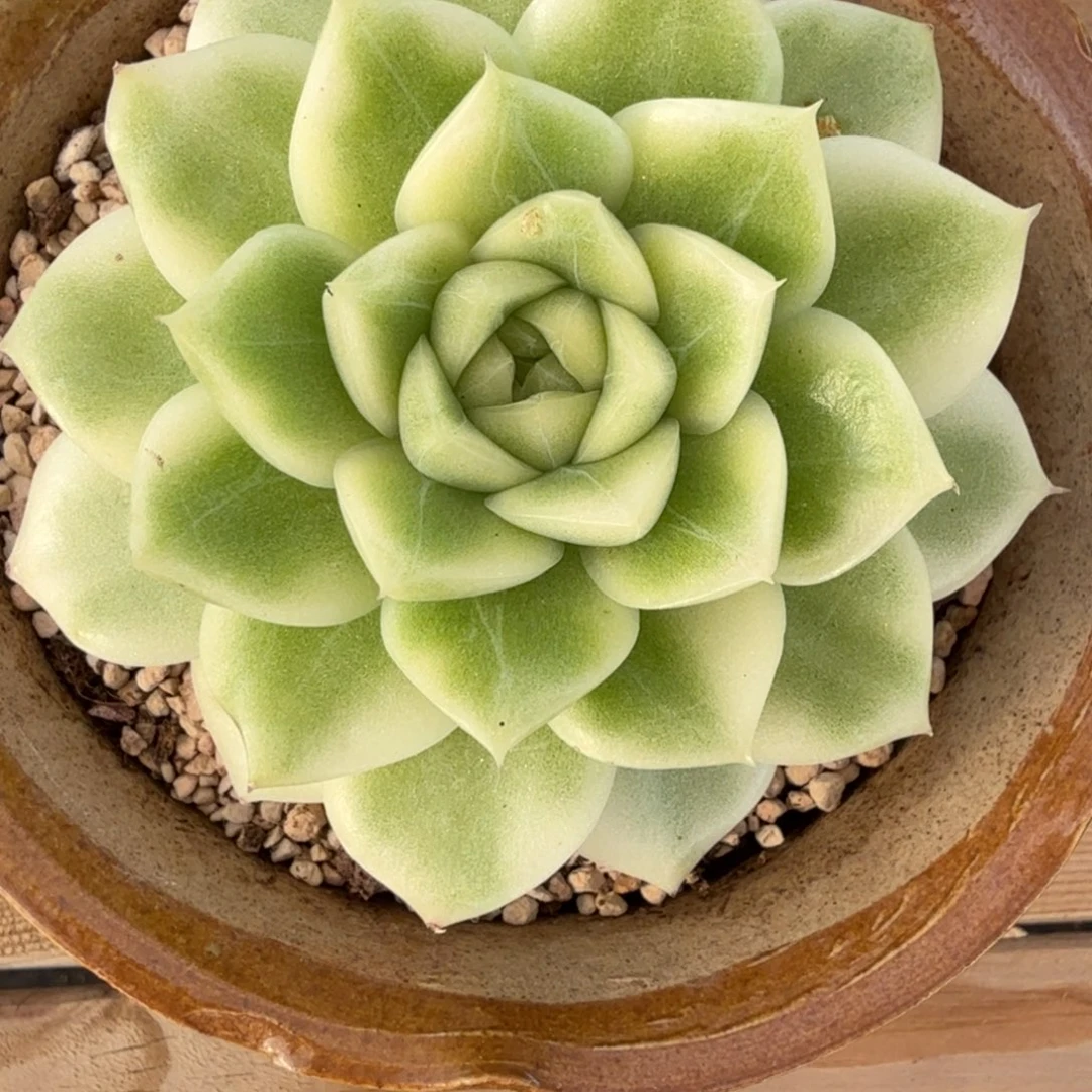 黄玫瑰 安吉园艺锦