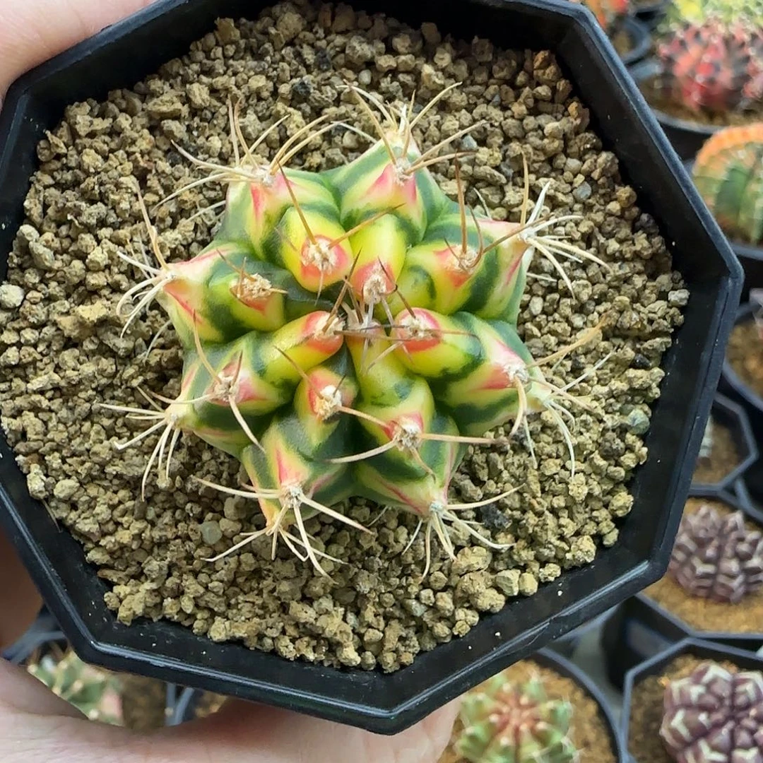 花田，泰系名品侧芽