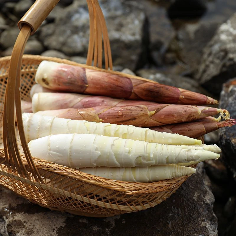 【现挖现发】高山雷竹笋新鲜现挖羊毛笋春笋精品大笋腌笃鲜5斤冬笋
