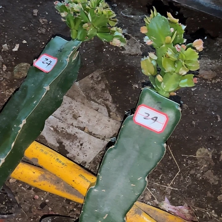 花***姐，1号带盆050.063，