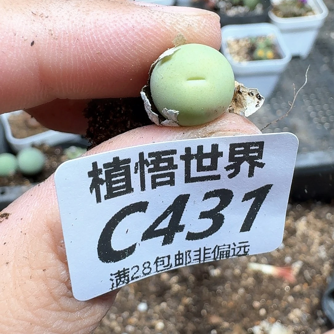多肉植物的人生fgv
