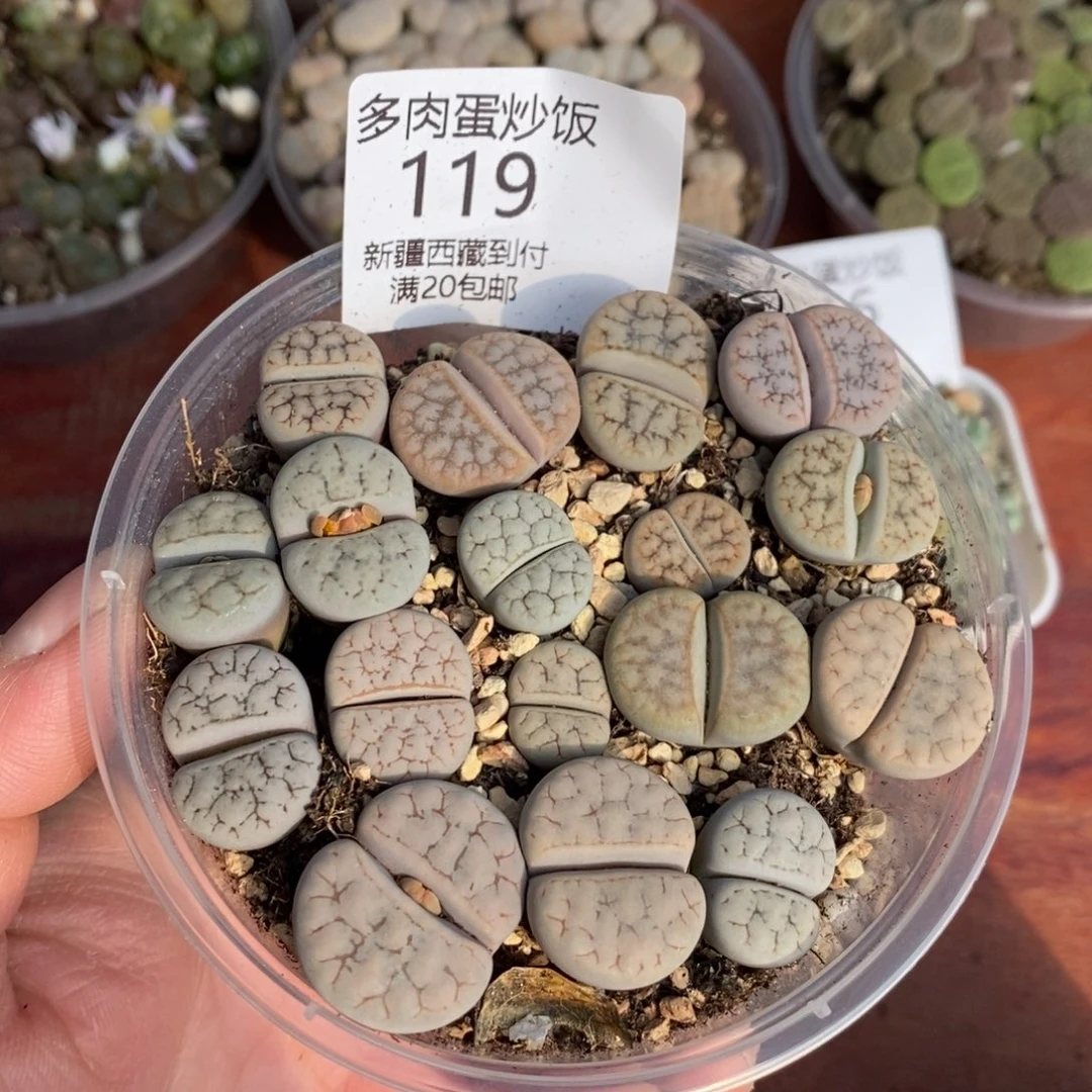 感谢您的支持，00119