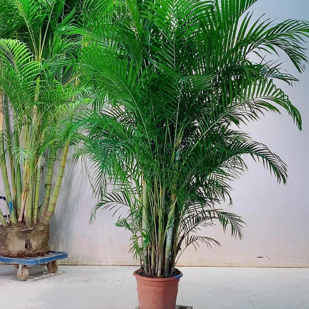 完全开放佛*666666666766