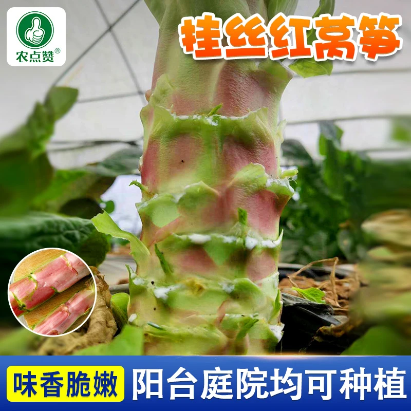 挂丝红莴笋种子秋冬菜圆叶莴 笋种籽脆香红 莴笋田园蔬菜籽青绿
