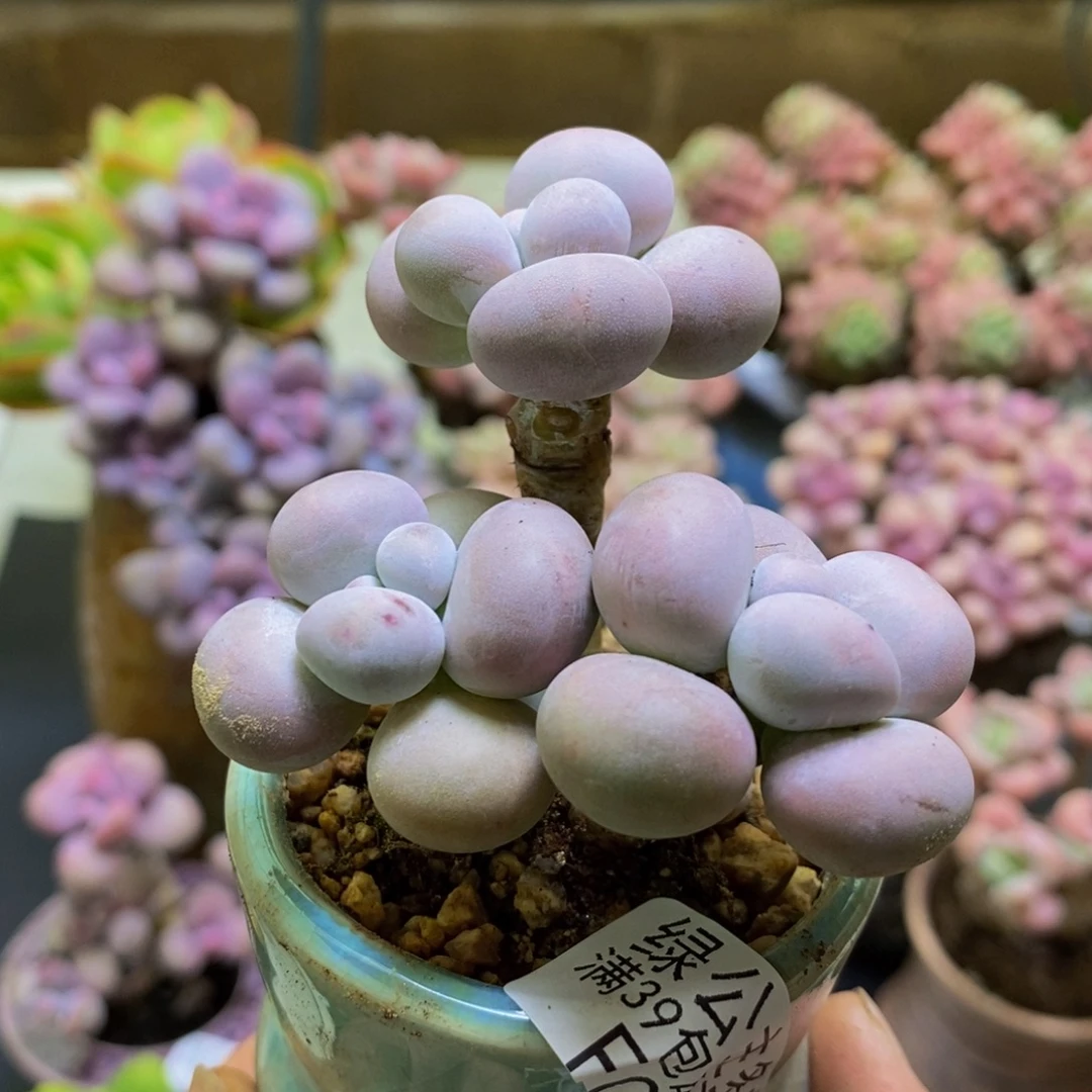 082芭比奶酪5cm多肉