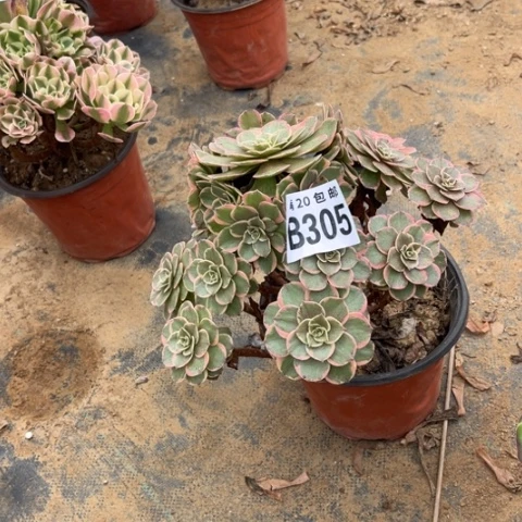 305粉花妖不包断枝
