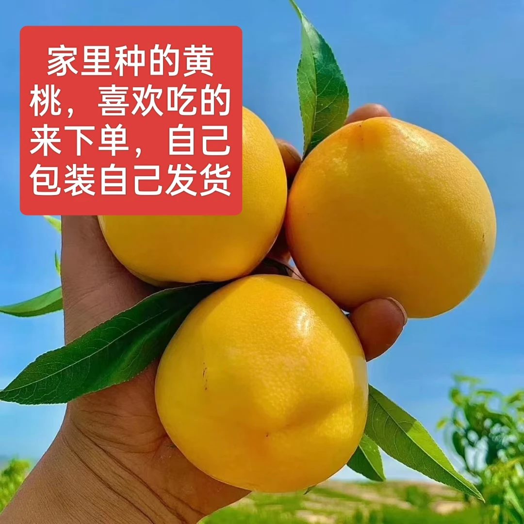 【顺丰包邮】正宗黄桃黄金密桃芒芒桃新鲜应季水果现摘现发脆甜多汁