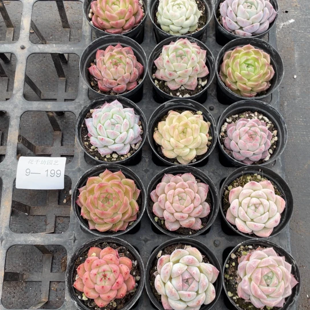 一物一拍18颗9-199