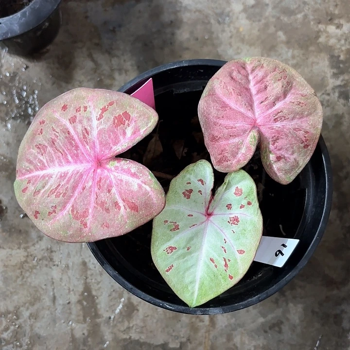 16-0205彩叶芋广东现货