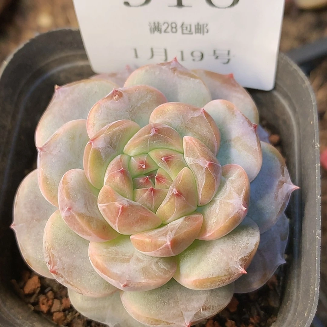 【闪购商品】云910