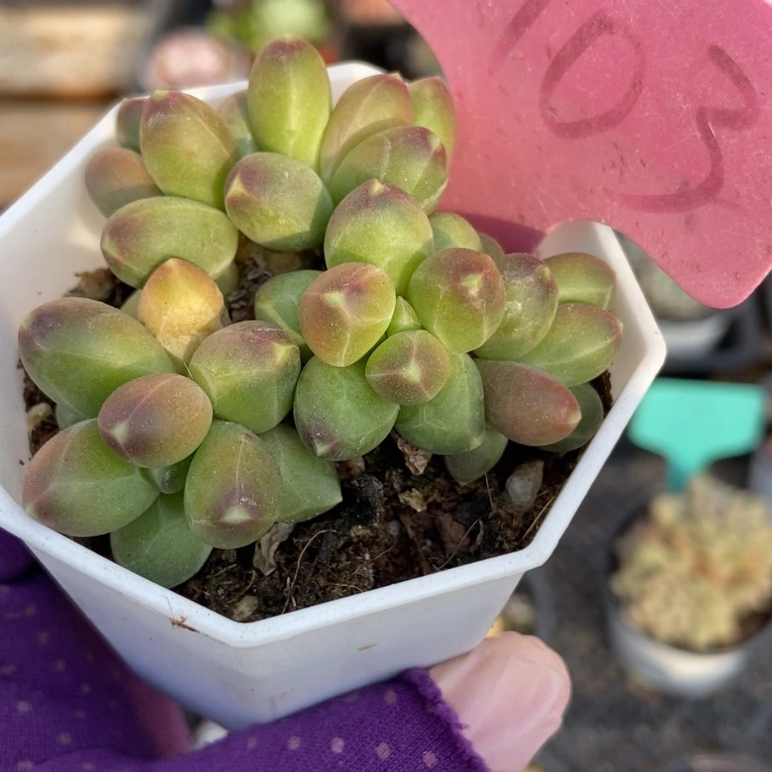 1903千代田多肉植物