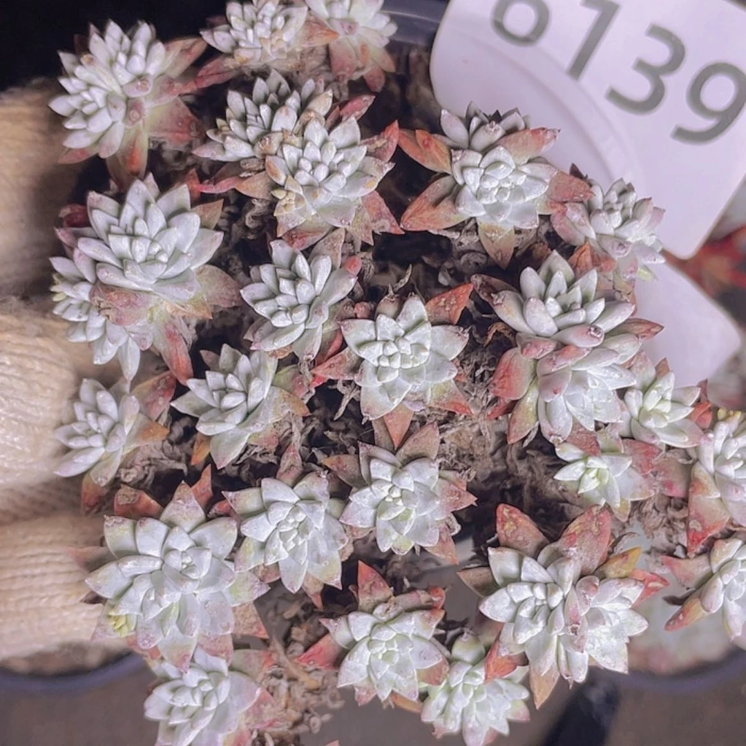 【闪购商品】白菊白菊