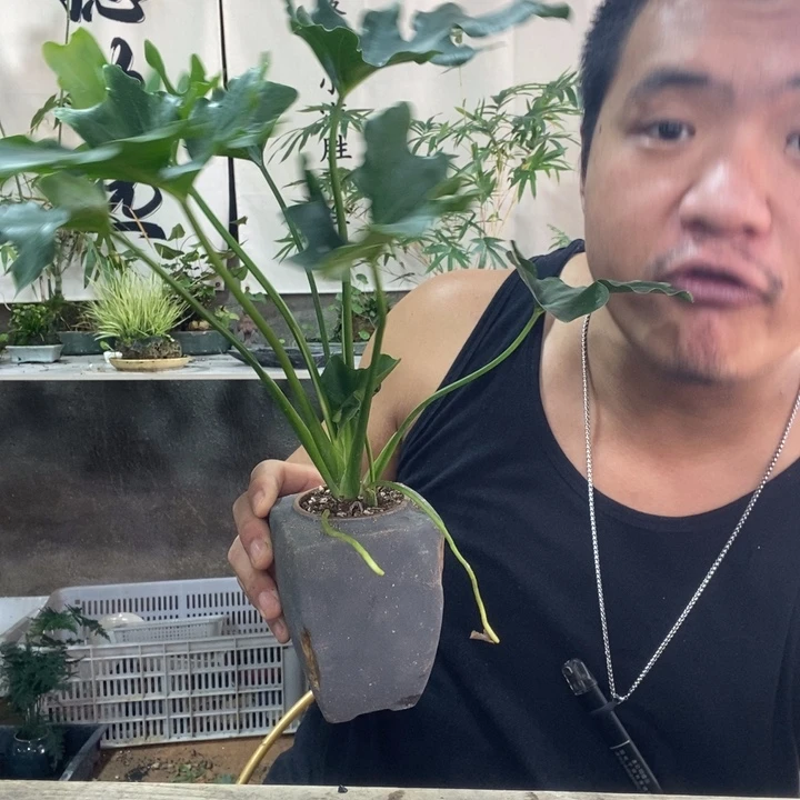 陈***凡无花朵退款拉黑拉黑247