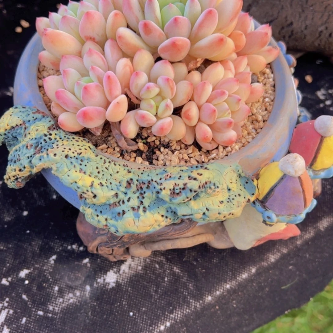 B***M无花朵11111111114114