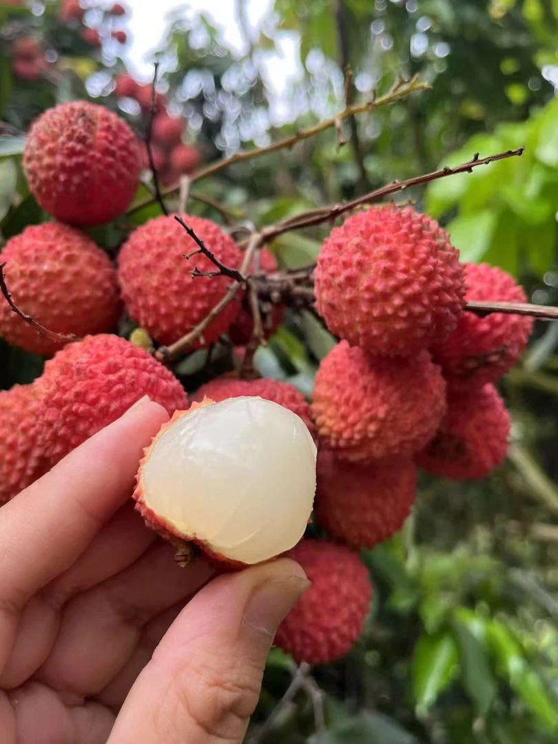 [广东省内包邮]正宗30年老树桂味荔枝 现摘现发不泡冰水空运包邮