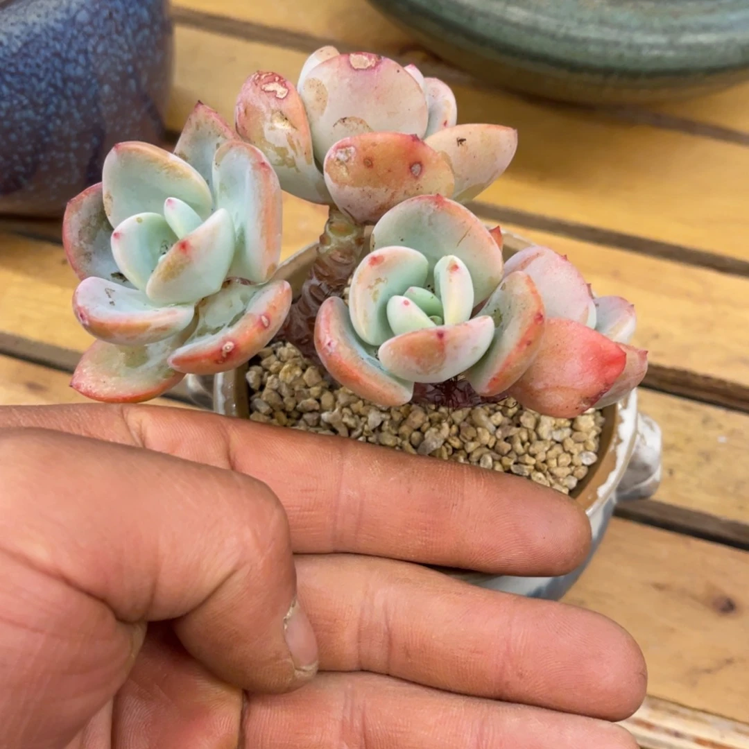 ?***?959595848845454