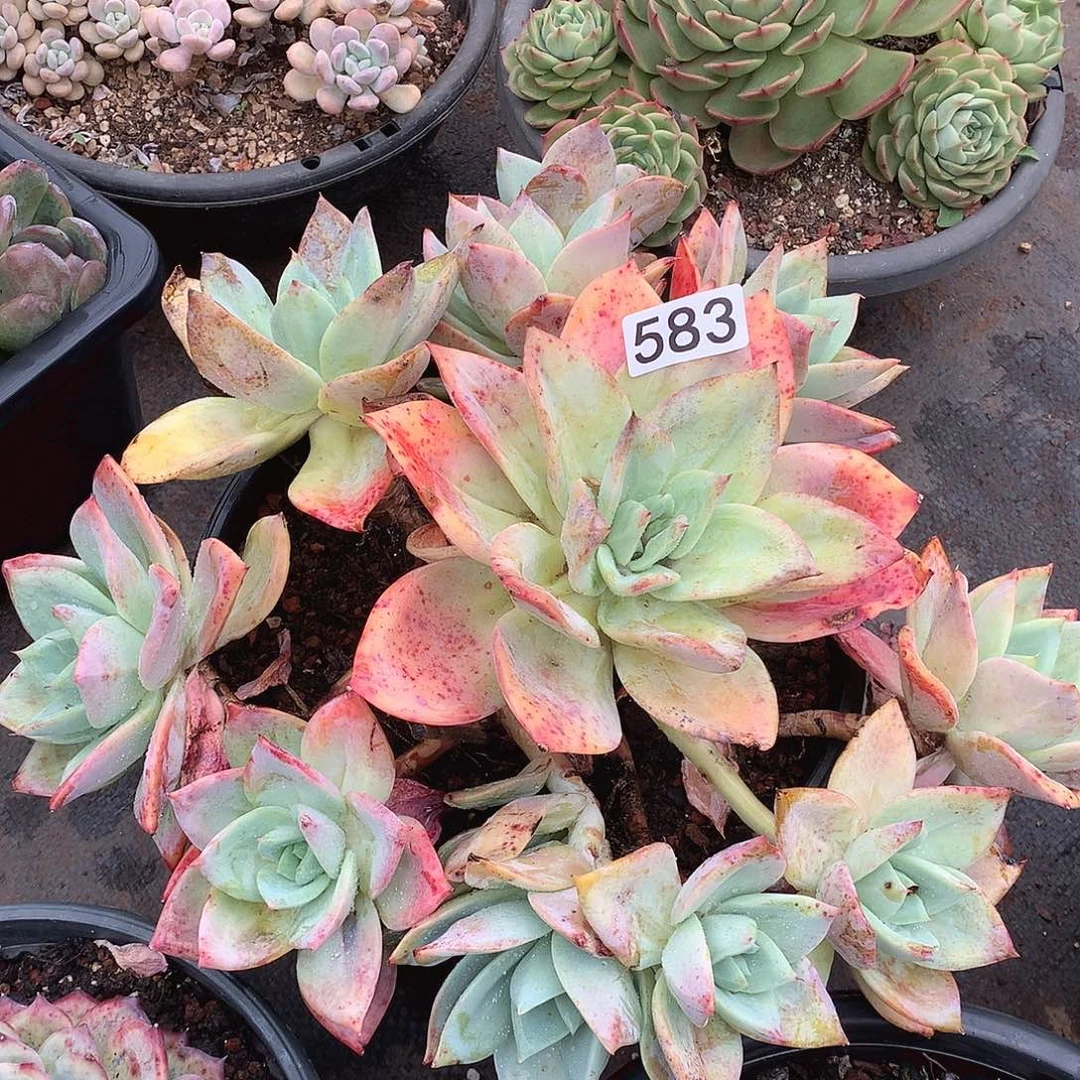 583烟火一物一拍多肉